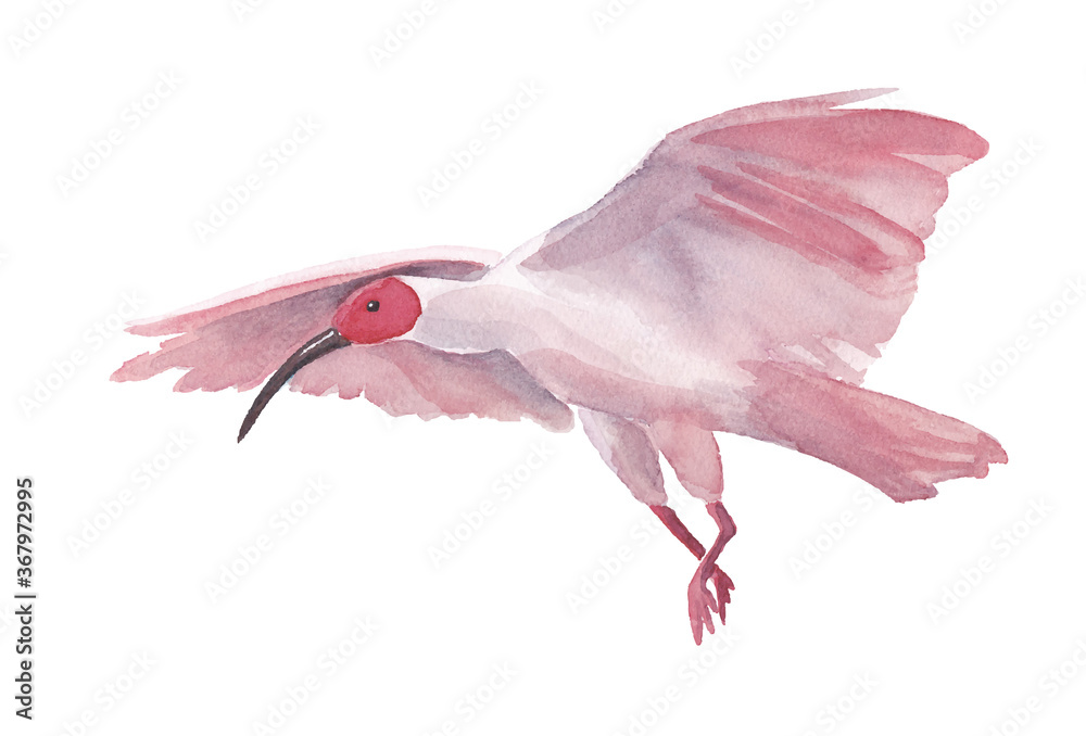 飛び立つトキの水彩イラスト ベクターデータ Stock Vector Adobe Stock 飛び立つトキの水彩イラスト ベクターデータ Stock Vector Adobe Stock