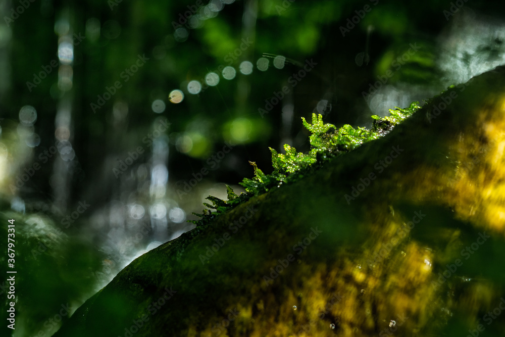 Beautiful green moss on the stone in the forest, moss closeup, macro. Beautiful background of moss for wallpaper. Beautiful green moss on the stone in the forest, moss closeup, macro. Beautiful background of moss for wallpaper.