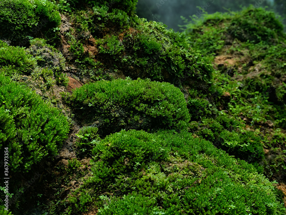 Beautiful green moss on the floor, moss closeup, macro. Beautiful background of moss for wallpaper. Beautiful green moss on the floor, moss closeup, macro. Beautiful background of moss for wallpaper.