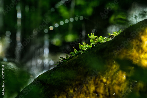 Beautiful green moss on the stone in the forest, moss closeup, macro. Beautiful background of moss for wallpaper. © Pimpisa