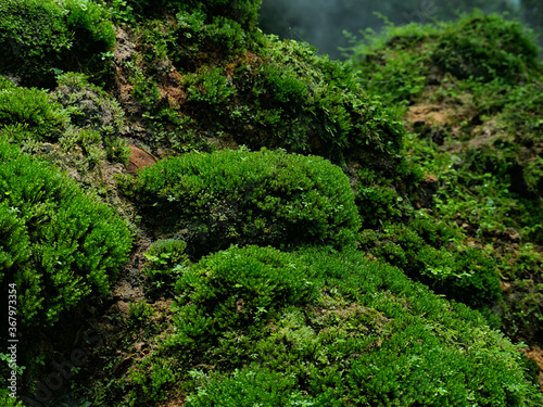 Beautiful green moss on the floor, moss closeup, macro. Beautiful background of moss for wallpaper.