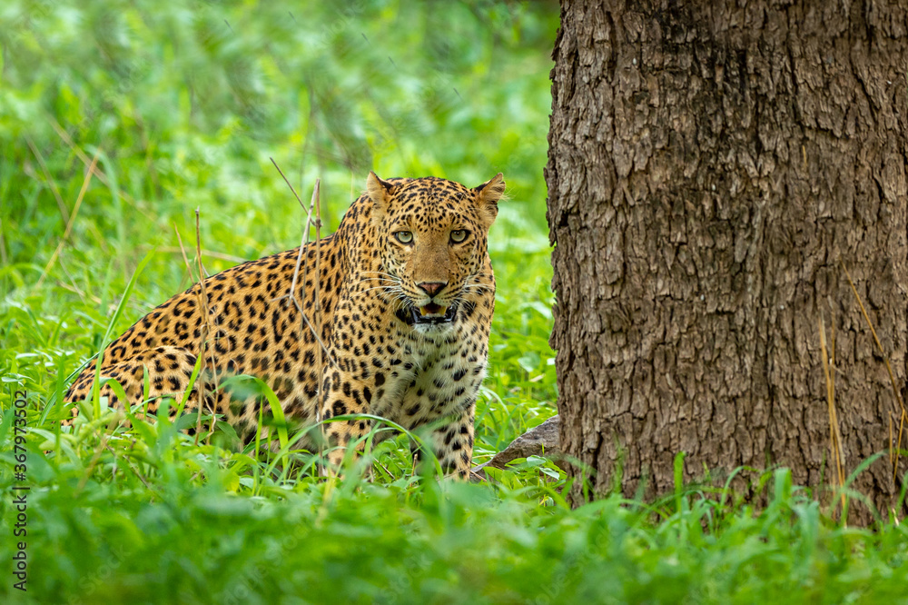 Obraz premium leopard or panther or panthera pardus fusca head on in natural green background in monsoon season safari in jhalana forest or leopard reserve jaipur rajasthan india
