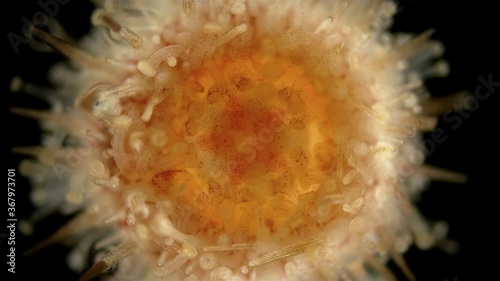 Oral side(mouth) sea urchin Echinoidea, under a microscope, type Echinodermata, also shows the work of the ambulacral legs at the end of which there are suction cups. Sample found in the Barents Sea photo