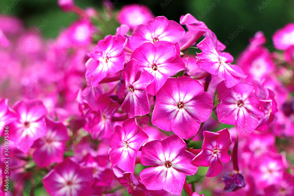 Spring flowers. Garden divaricata phlox. Blooming pink phlox. Beautiful flowers in spring