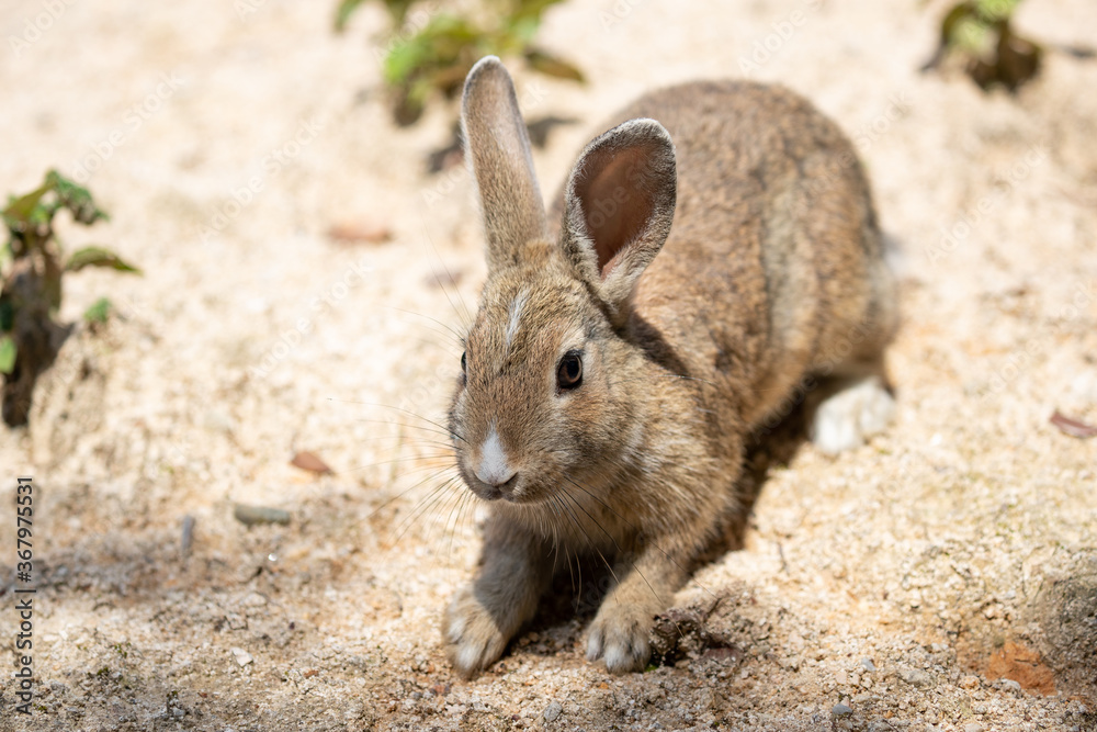 Fototapeta premium 野生の仔ウサギ -うさぎの楽園 大久野島-