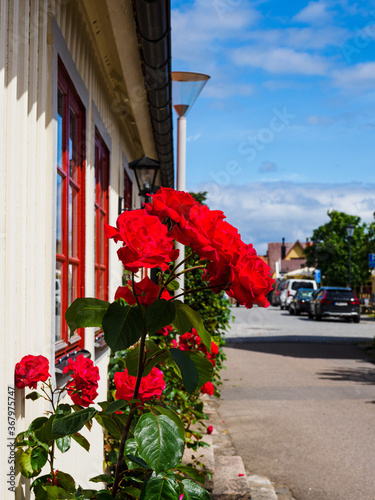 Roses growing in front of house photo