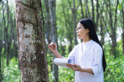 Female botanists in white coat at the forest.Young asian scientist woman looking at the bark of the rubber tree and make notes to paper in clip board for researches rubber latex development