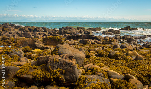 A rocky shoreline at low tide, with seaweed on the rocks in southern Scotland photo
