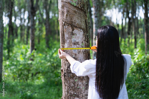 Female botanists in white coat at the forest.Young asian scientist woman looking at the bark of the rubber tree and measure the trunk size by using a tape measure researches rubber latex development