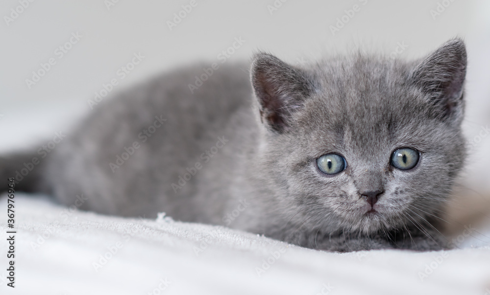 Portrait of cute blue british short hair kitten blue eyes. Selective  focus.