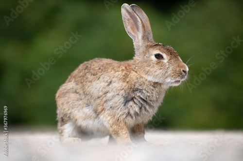 野生のウサギ -うさぎの楽園 大久野島- © photojapan