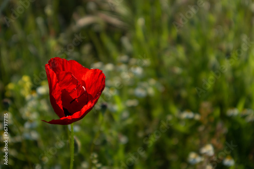 bright red poppy flower in green field