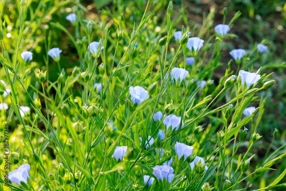 Linen flax blue flower. Flax plant. Flax field.
