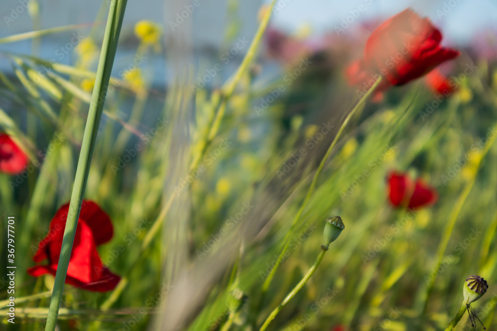 Fototapeta premium bright red poppy flower in green field