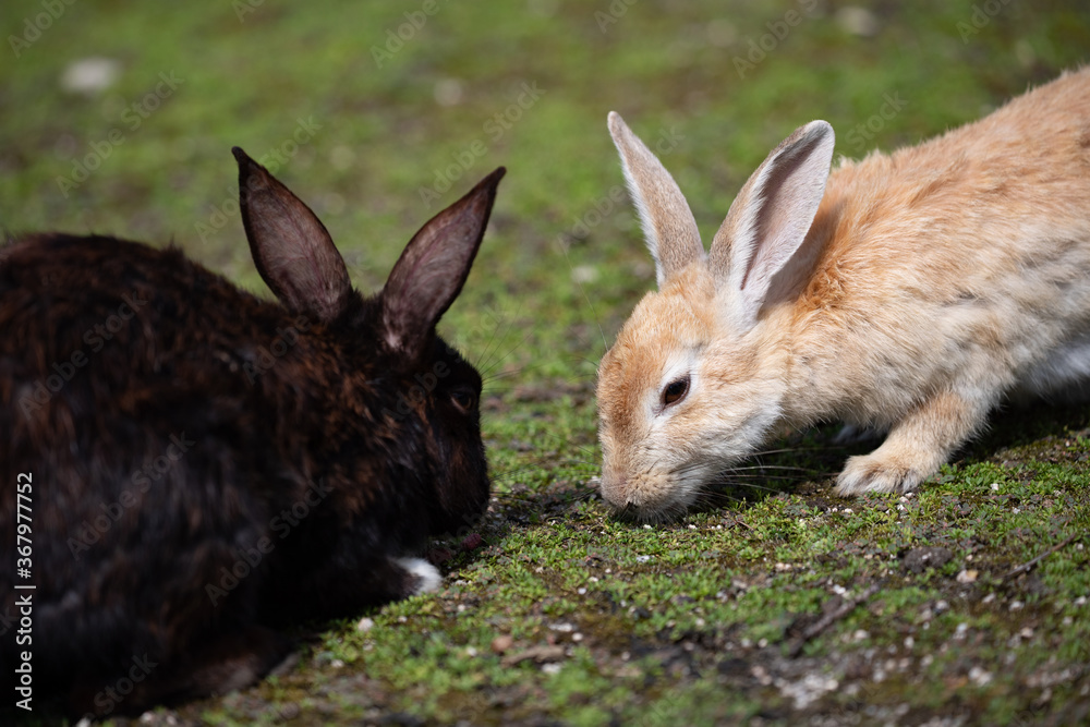 Fototapeta premium 野生のウサギ -うさぎの楽園 大久野島-
