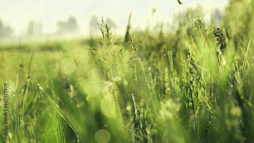Spider's web and wet green grass with dew in village, at sunrise in the morning. Spider's web and wet green grass with dew in village, at sunrise in the morning.