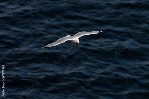 seagull in flight