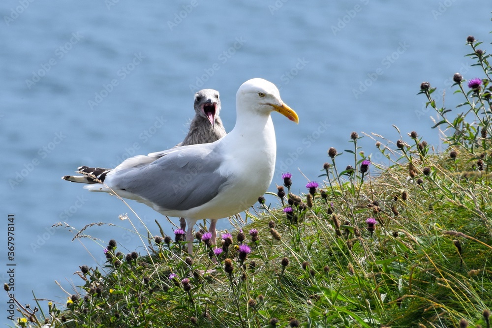 Obraz premium Herring Gull