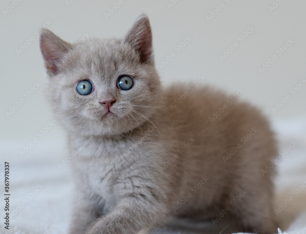 Portrait of cute lilac british short hair kitten with blue eyes. Selective  focus.
