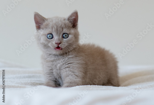 Portrait of cute lilac british short hair kitten with blue eyes. Selective focus.