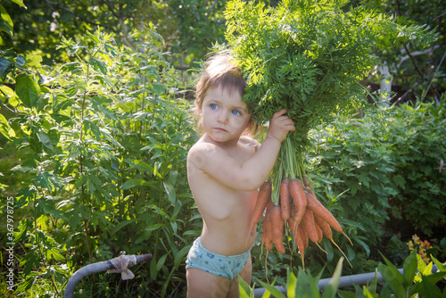 Funny little girl holding a big bunch of carrots garden. Carrot in the hand. Big bunch of carrots in a female hand on a background of the garden.