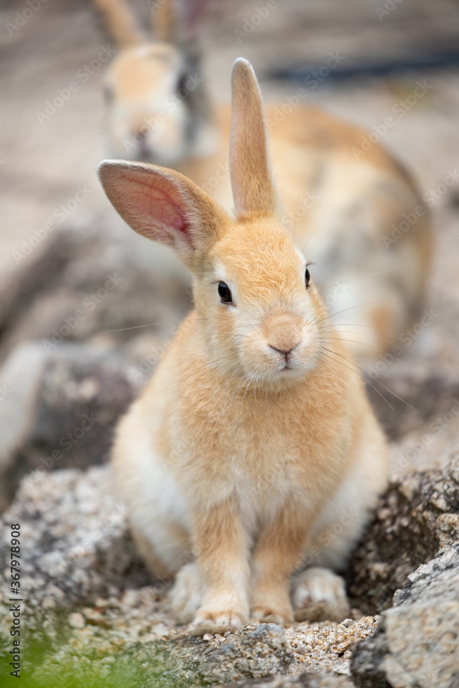 野生の仔ウサギ -うさぎの楽園 大久野島-