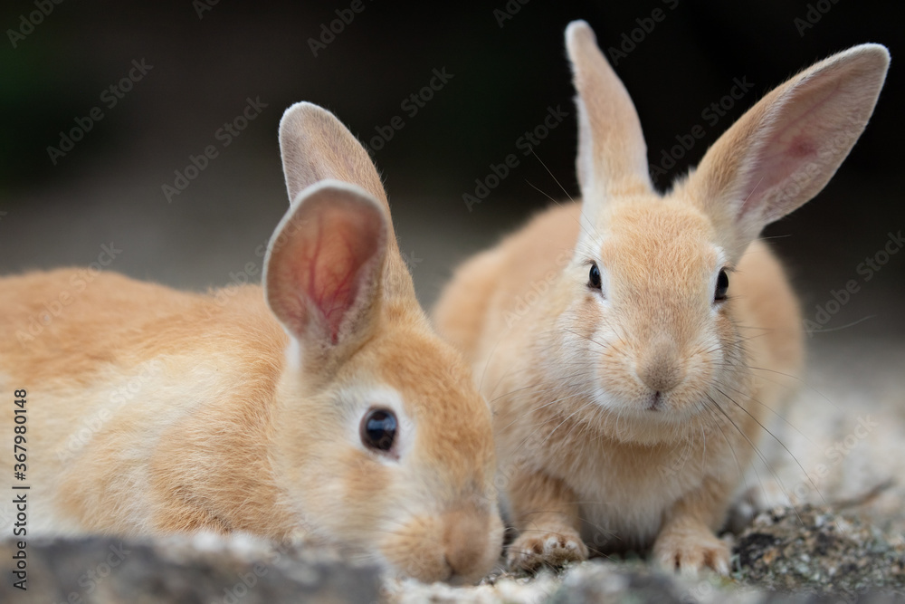 野生の仔ウサギ -うさぎの楽園 大久野島-