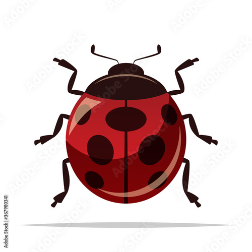 Ladybug insect vector isolated illustration
