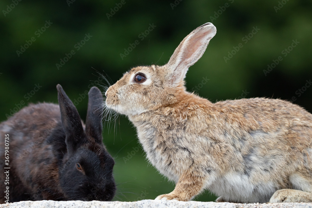 Fototapeta premium 野生のウサギ -うさぎの楽園 大久野島-