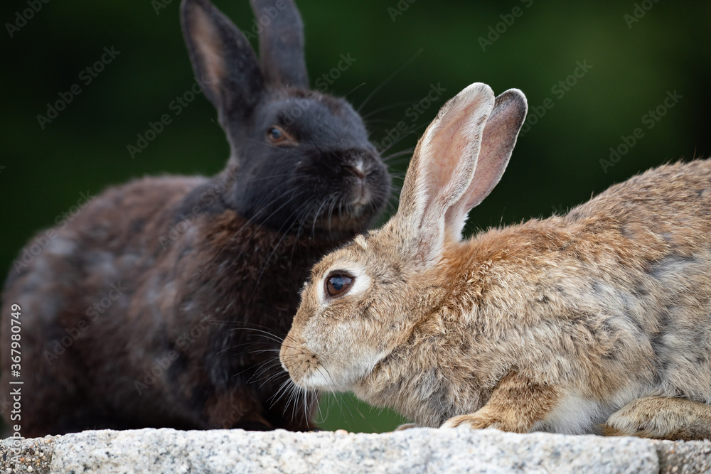 Fototapeta premium 野生のウサギ -うさぎの楽園 大久野島-