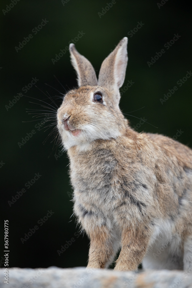野生のウサギ -うさぎの楽園 大久野島-