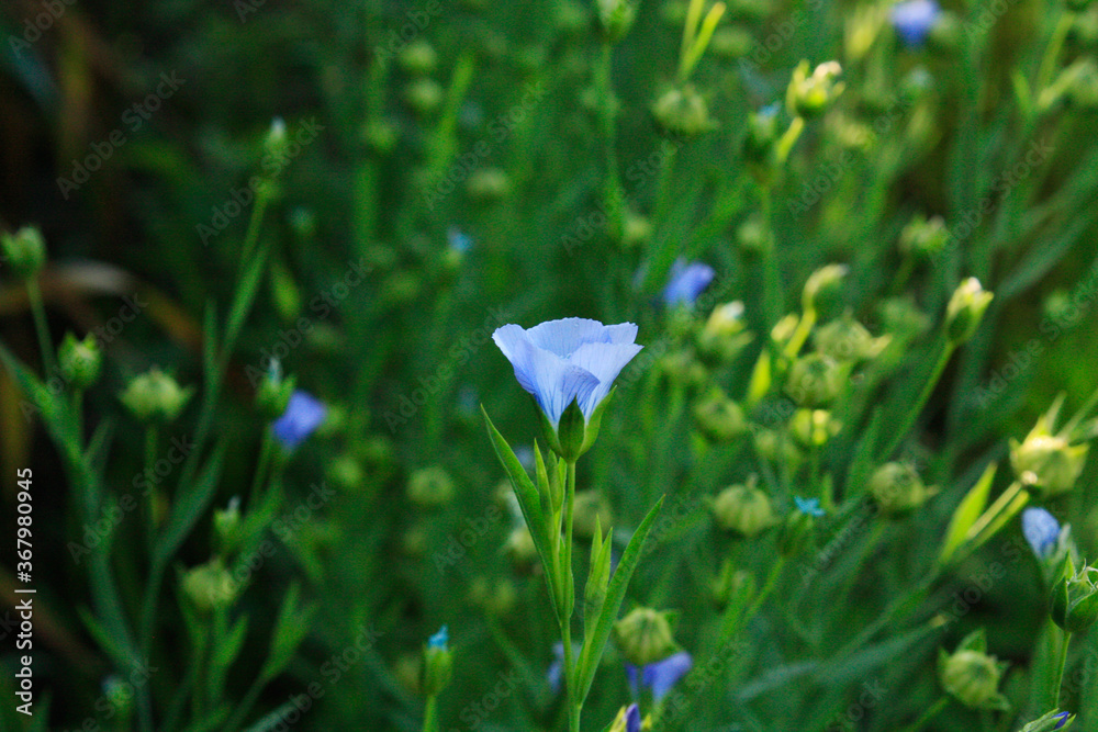 Linen flax blue flower. Flax plant. Flax field.