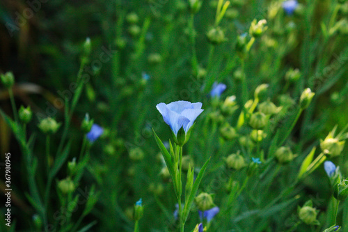 Obraz na płótnie Linen flax blue flower. Flax plant. Flax field. w salonie
