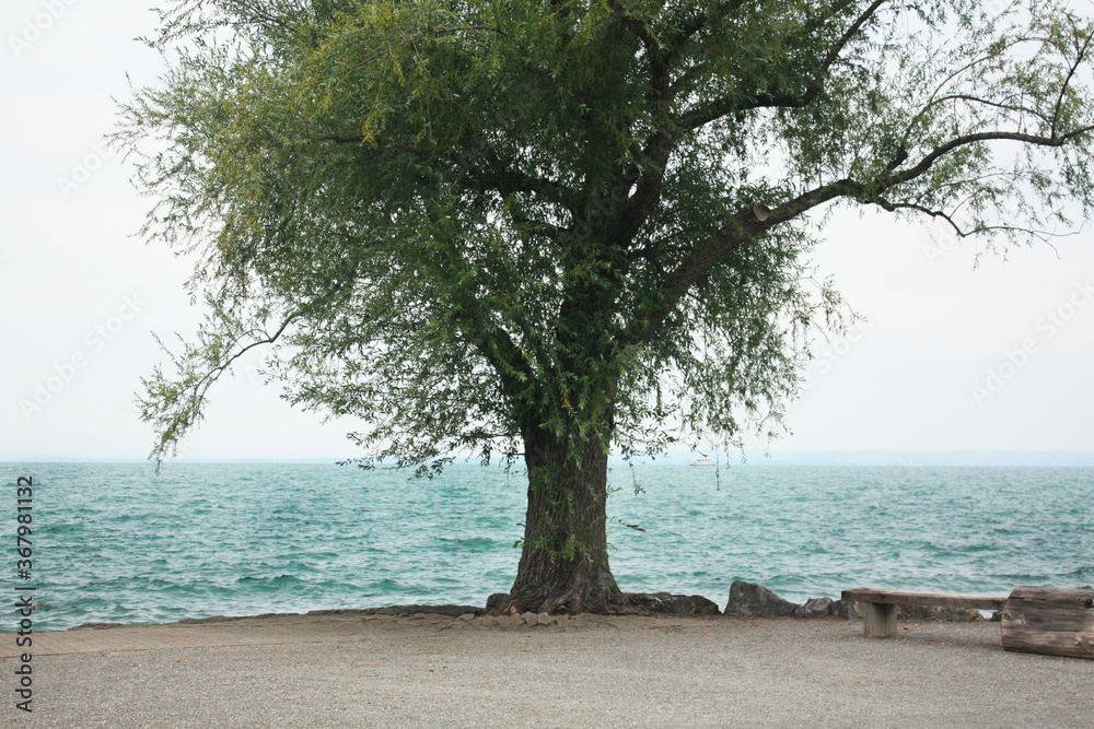 Old tree on the lake coast in Switzerland