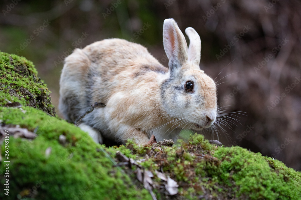 Fototapeta premium 野生のウサギ -うさぎの楽園 大久野島-