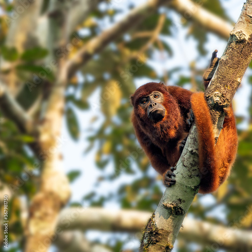 Wildlife photo of a Red Howler Monkey (Alouatta seniculus) sitting on a tree in the depth of the peruvian rainforest photo