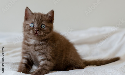 Cute chocolate british shorthair kitten with blue eyes. Selective focus