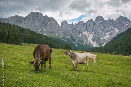 View of Val Venegia, idyllic valley of the Dolomites with livestock in Trentino, Italy