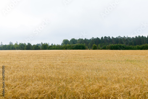 Scenic view of golden autumn field in Northern Europe