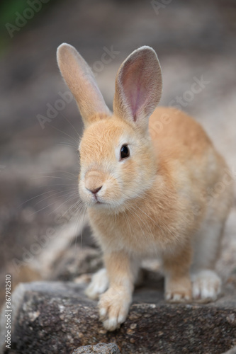 野生の仔ウサギ -うさぎの楽園 大久野島- © photojapan