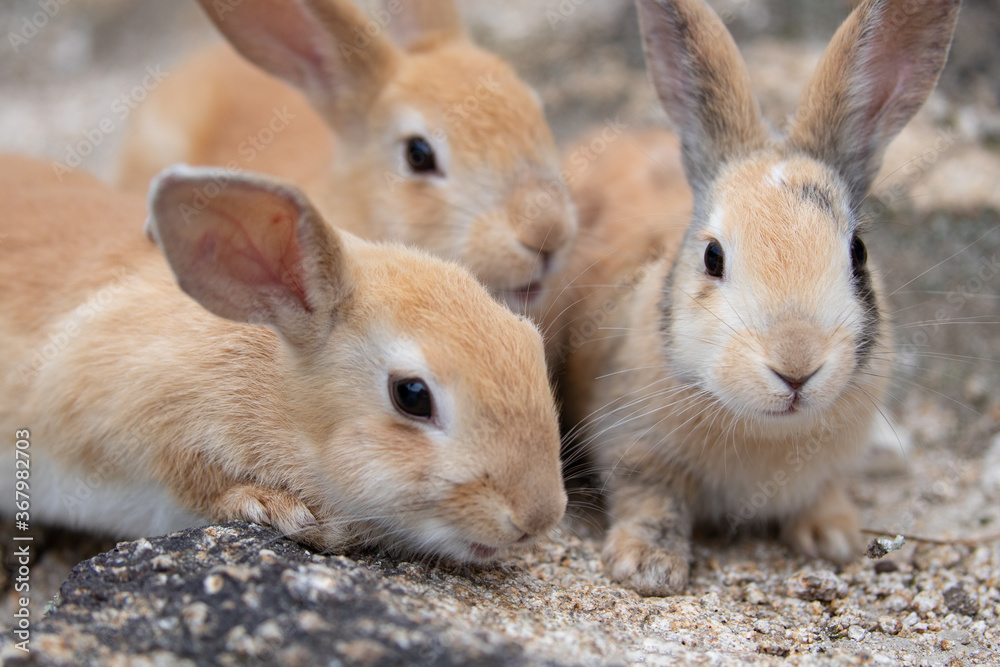野生の仔ウサギ -うさぎの楽園 大久野島-