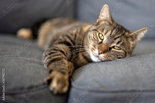Adorable kitty lying on sofa