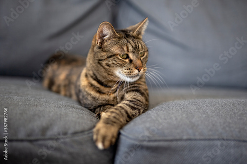Adorable kitty lying on sofa © pucko_ns