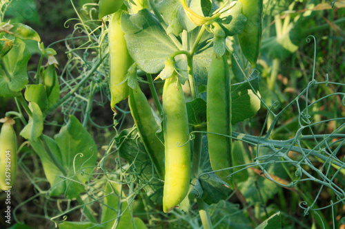 Growing green peas in the garden.