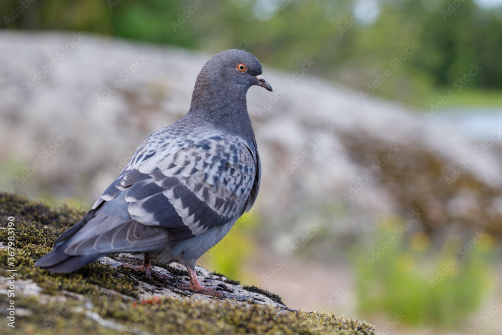 Dove outdoors close up. Forest background blurred. Dove outdoors close up. Forest background blurred.