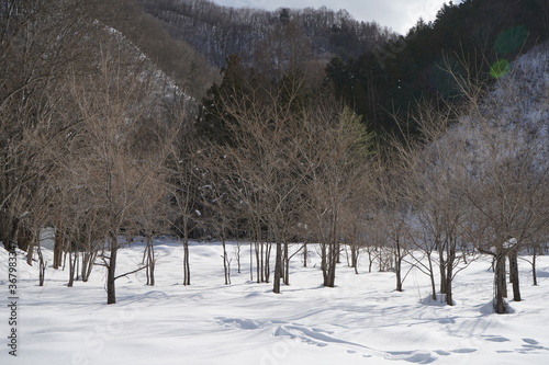 Winter trees in Snowy Forest, Nikko, Japan