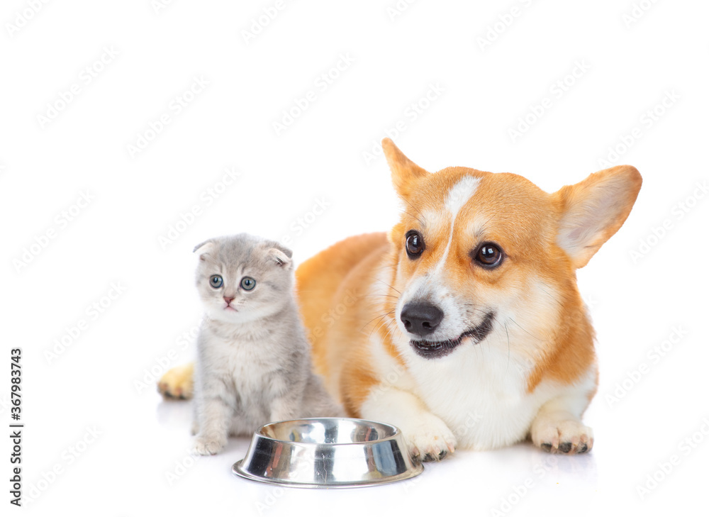 A corgi puppy of bright red color and a small fluffy kitten next to an empty plate are looking at the camera isolated on a white background
