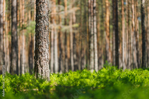 Background pine forest with green lush blueberry grass. Focus in foreground  blurred background.
