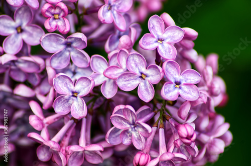 close up of lilac © Elena V.