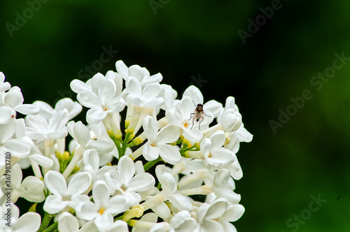 white and yellow flowers